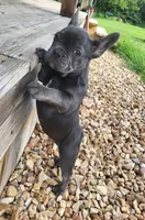 Rita, a female French Bulldog for sale in Mountain Grove, MO – 4 of 4