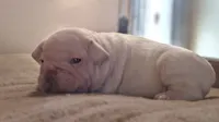Olaf, a male French Bulldog for sale in Mountain Grove, MO – 2 of 10