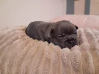 Elsa, a female French Bulldog for sale in Mountain Grove, MO – 2 of 10