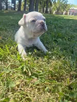 Olaf, a male French Bulldog for sale in Mountain Grove, MO – 4 of 4
