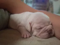 Olaf, a male French Bulldog for sale in Mountain Grove, MO – 9 of 10