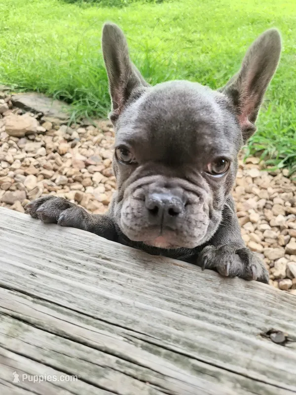 Rita – French Bulldog puppy for sale in Mountain Grove, MO