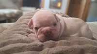 Olaf, a male French Bulldog for sale in Mountain Grove, MO – 5 of 10