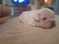 Olaf, a male French Bulldog for sale in Mountain Grove, MO – 10 of 10