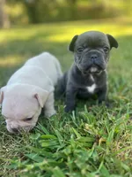 Elsa, a female French Bulldog for sale in Mountain Grove, MO – 4 of 5