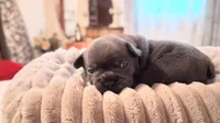Elsa, a female French Bulldog for sale in Mountain Grove, MO – 5 of 10