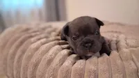 Elsa, a female French Bulldog for sale in Mountain Grove, MO – 7 of 10
