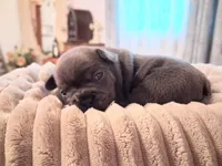 Elsa, a female French Bulldog for sale in Mountain Grove, MO – 10 of 10