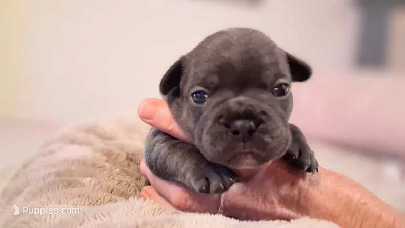 Elsa – French Bulldog puppy for sale in Mountain Grove, MO