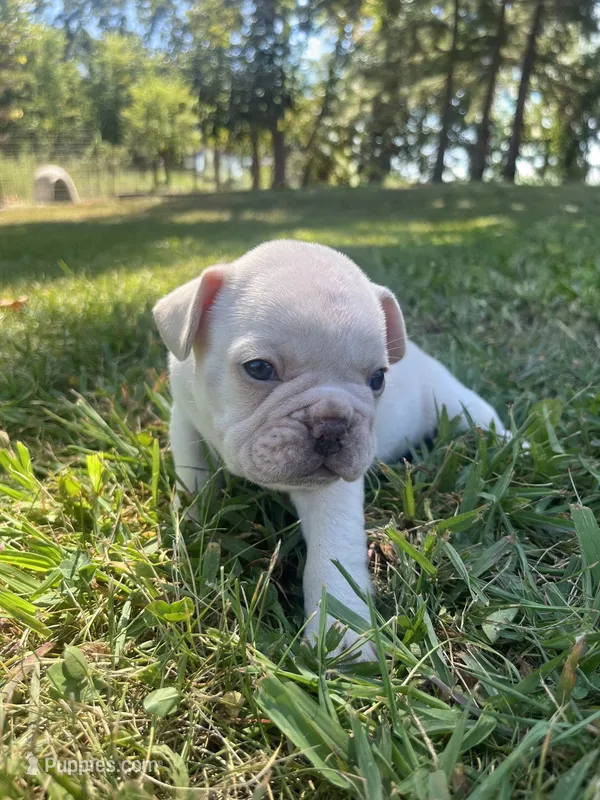 Olaf – French Bulldog puppy for sale in Mountain Grove, MO