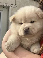 Red, a female Chow Chow for sale in Alhambra, CA – Photo 1 of 4