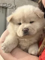 Red, a female Chow Chow for sale in Alhambra, CA – Photo 2 of 4