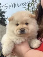 Snowball, a female Chow Chow for sale in Alhambra, CA – Photo 1 of 4