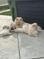 Dannie, a female Chow Chow for sale in Alhambra, CA – Photo 3 of 4