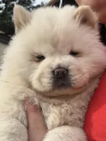 Dannie, a female Chow Chow for sale in Alhambra, CA – Photo 2 of 4