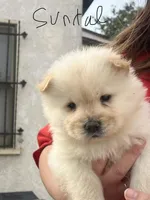 Sundae, a female Chow Chow for sale in Alhambra, CA – Photo 1 of 4