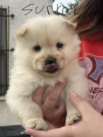 Sundae, a female Chow Chow for sale in Alhambra, CA – Photo 2 of 4