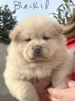 Blackie, a male Chow Chow for sale in Alhambra, CA – Photo 1 of 4
