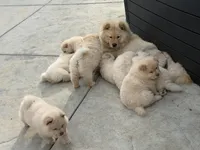 Blackie, a male Chow Chow for sale in Alhambra, CA – Photo 4 of 4