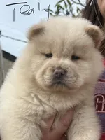 Tealy, a male Chow Chow for sale in Alhambra, CA – Photo 2 of 4