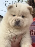 Tealy, a male Chow Chow for sale in Alhambra, CA – Photo 1 of 4