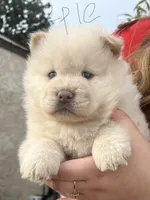 Durple, a female Chow Chow for sale in Alhambra, CA – Photo 1 of 4