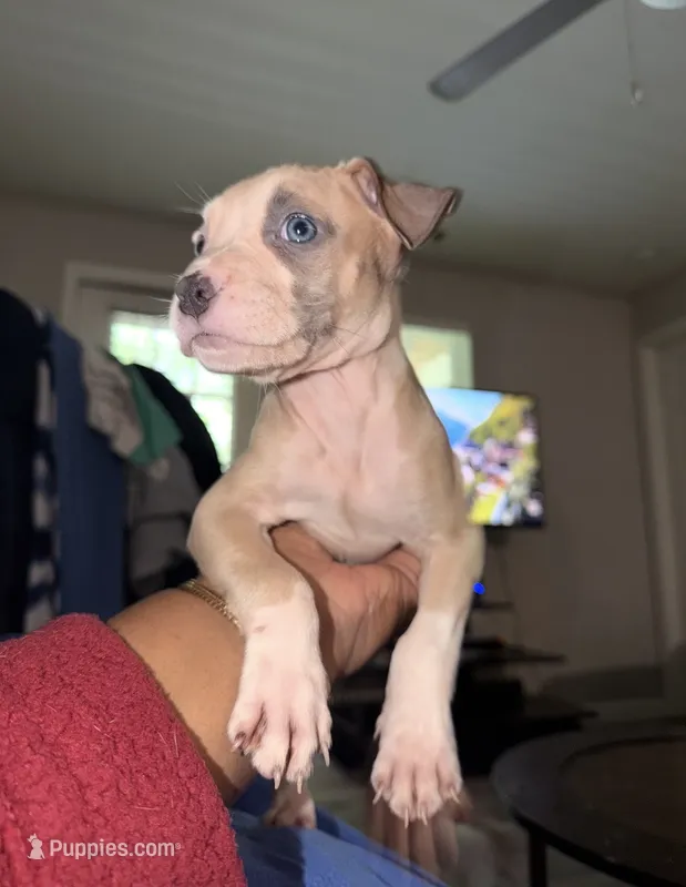Pitbull – American Pit Bull Terrier puppy for sale in Atlanta, GA