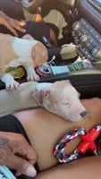 Pitbull, a male American Pit Bull Terrier for sale in Atlanta, GA – 4 of 4