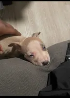 Pitbull, a male American Pit Bull Terrier for sale in Atlanta, GA – 2 of 4