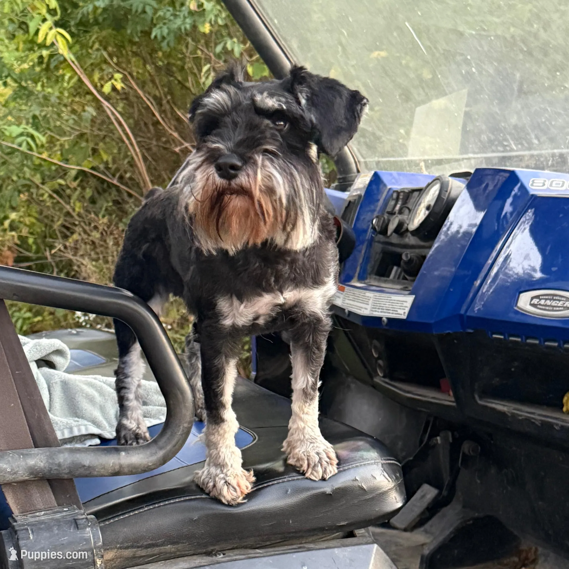 Carmyn, a  Miniature Schnauzer for sale in Steuben, WI – Photo 9 of 9