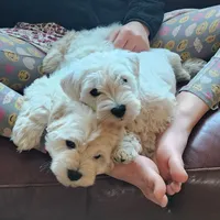 Tootsie, a  Miniature Schnauzer for sale in Steuben, WI – Photo 3 of 5