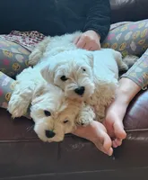 processed/5e5a8906-b17c-4c1b-9426-071a598cc949/listing/057b7b79-5d04-4666-853e-96075d6e0992/2c2a9c8a-a941-4f0f-889b-02183270d42f