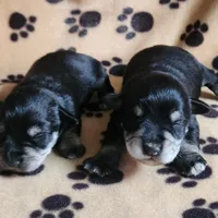 Tootsie, a  Miniature Schnauzer for sale in Steuben, WI – Photo 4 of 5
