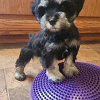 Tootsie, a  Miniature Schnauzer for sale in Steuben, WI – Photo 5 of 5