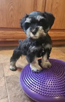 Carmyn, a  Miniature Schnauzer for sale in Steuben, WI – Photo 8 of 9