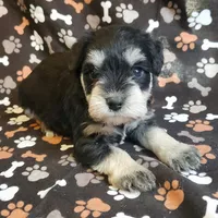 Tootsie, a  Miniature Schnauzer for sale in Steuben, WI – Photo 1 of 5