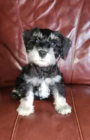 Carmyn, a  Miniature Schnauzer for sale in Steuben, WI – Photo 7 of 9
