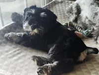 Carmyn, a  Miniature Schnauzer for sale in Steuben, WI – Photo 6 of 9