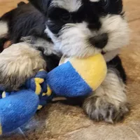 Tootsie, a  Miniature Schnauzer for sale in Steuben, WI – Photo 2 of 5