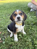 Charlie, a male Beagle for sale in Steuben, WI – 7 of 8