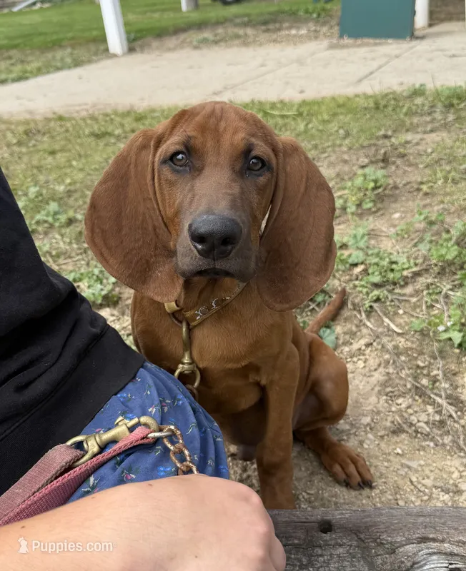 Clyde – Redbone Coonhound puppy for sale in Steuben, WI