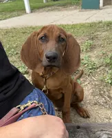 Clyde, a male Redbone Coonhound for sale in Steuben, WI – 1 of 6