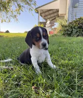 Lucy, a female Beagle for sale in Steuben, WI – 8 of 9
