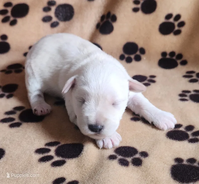 Fritz – Miniature Schnauzer puppy for sale in Steuben, WI