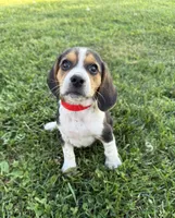 Lucy, a female Beagle for sale in Steuben, WI – 4 of 9