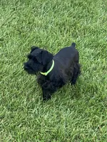 Fern, a female Miniature Schnauzer for sale in Steuben, WI – 6 of 10