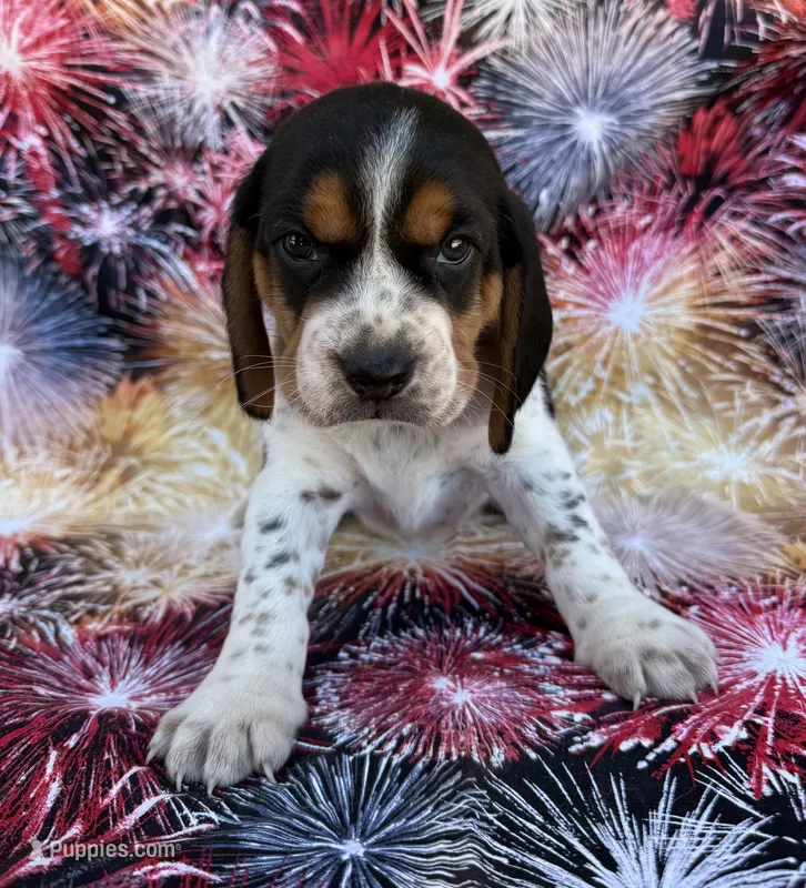 Charlie – Beagle puppy for sale in Steuben, WI