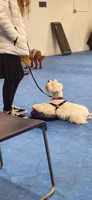 Fritz, a male Miniature Schnauzer for sale in Steuben, WI – 6 of 8