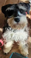 Fern, a female Miniature Schnauzer for sale in Steuben, WI – 8 of 10