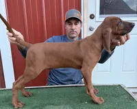 Clyde, a male Redbone Coonhound for sale in Steuben, WI – 4 of 6